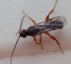 Metopiinae inconnu